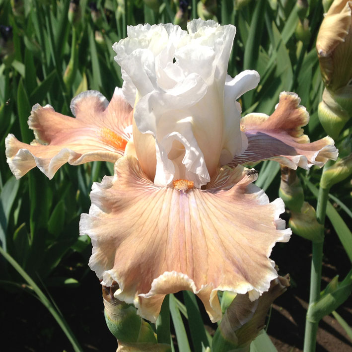 Coffee cove ирис. ирис coffee trader. ирис бледный. ирис коффи уисперз. ирис coffee whispers.